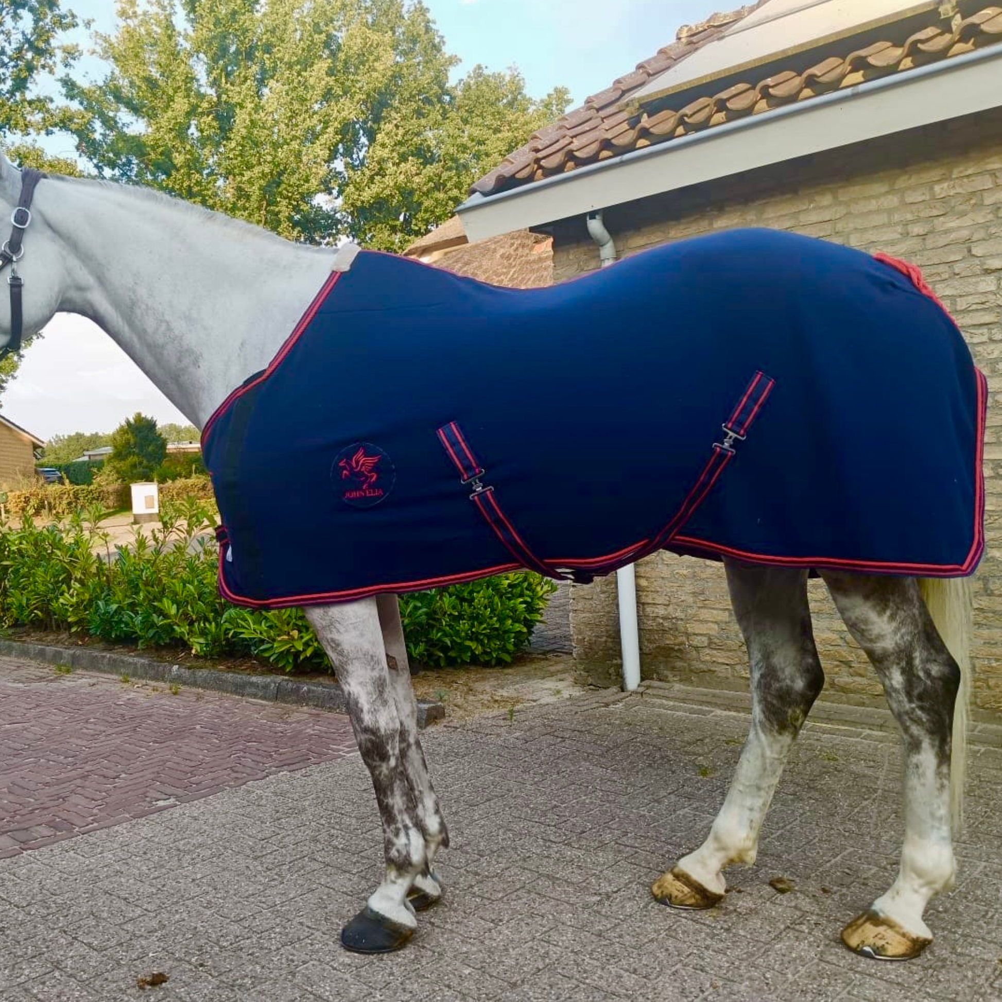 Horse wearing a blue rug with red trim in an outdoor setting